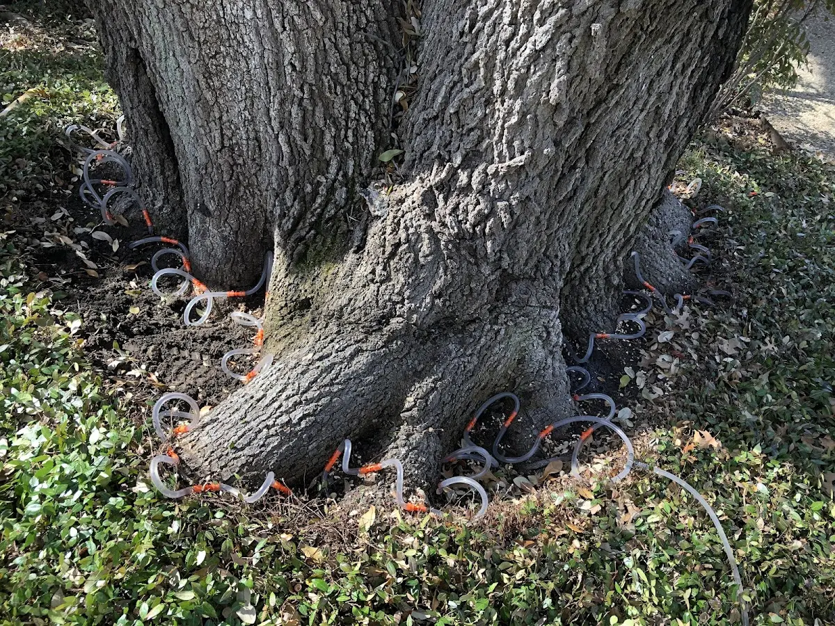 Detailed Tree Cabling and Bracing job site in Pilot Hill